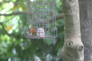 Best Anti Squirrel Bird Feeders - Caged