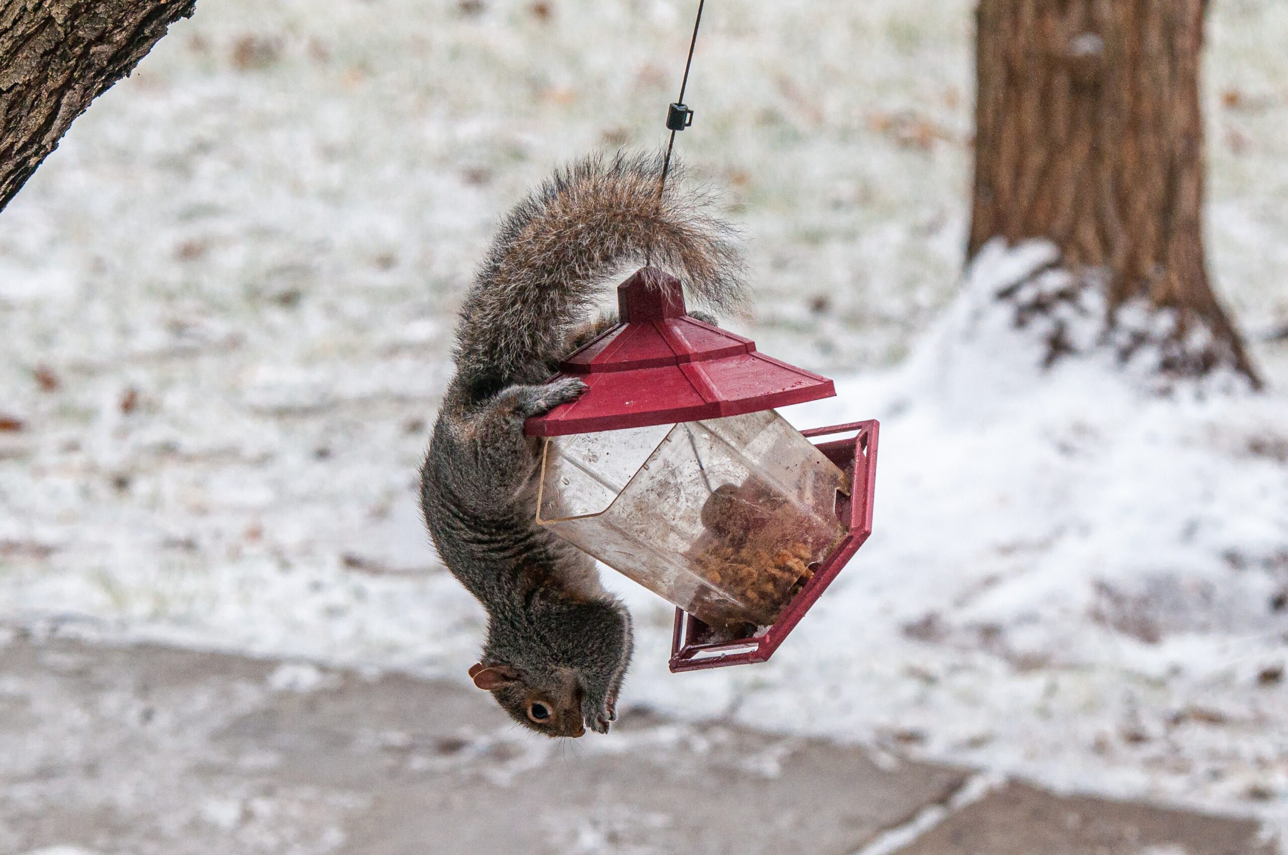 Hanizi Hanging Bird Feeder Squirrel Proof for Outdoor Wild Bird Seed,  Outside, Garden Yard Decoration (Brown)