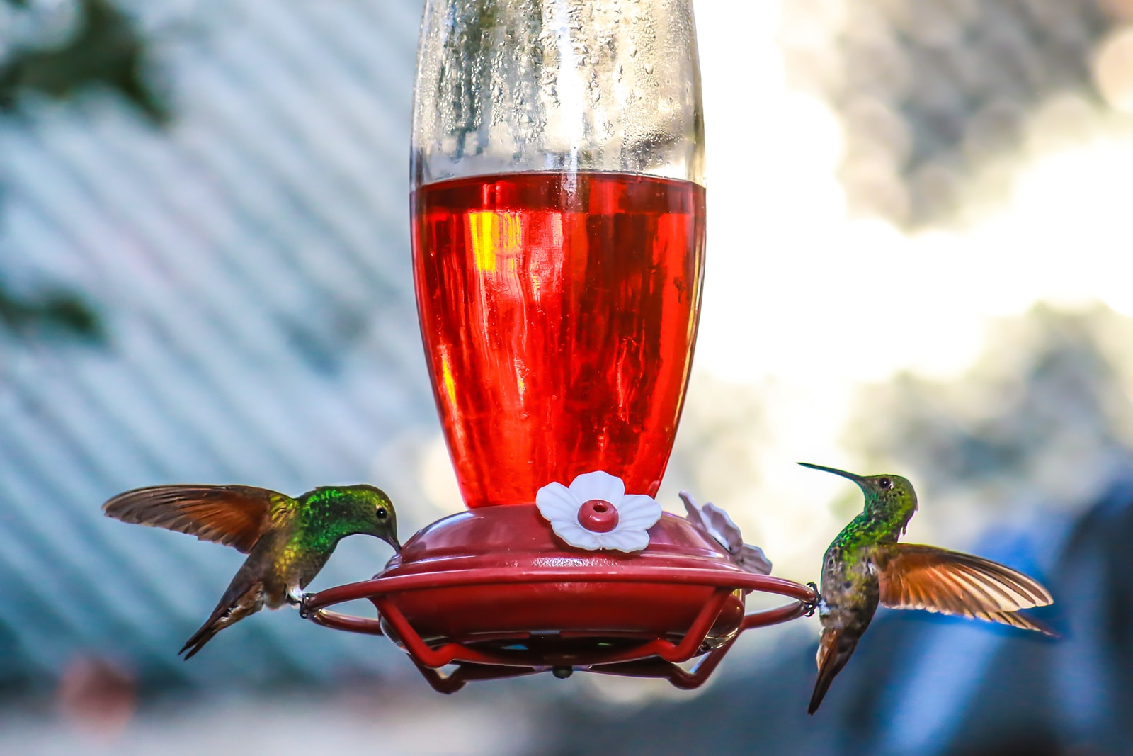 How To Feed Hummingbirds In Cold Weather Heated Hummingbird Feeder