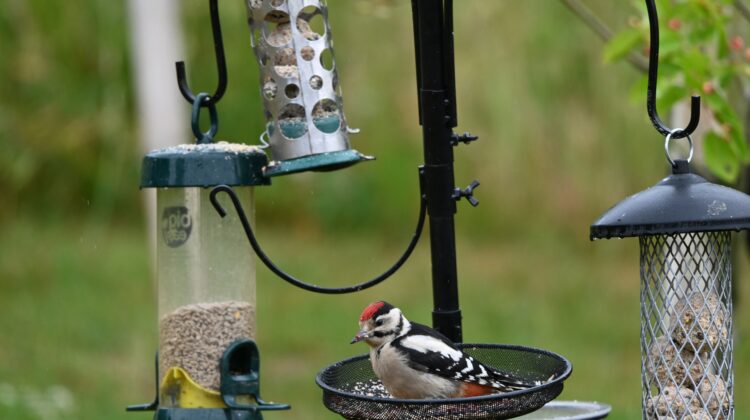 Platform bird feeder on a pole