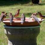 Tips for Attracting Birds to Your Back Yard