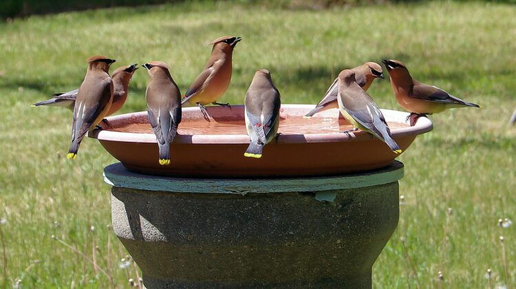 Tips for Attracting Birds to Your Back Yard