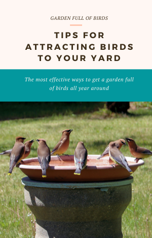 Tips for Attracting Birds to Your Back Yard