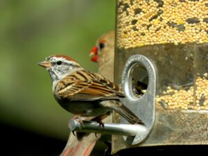 What Will Attract Birds To Your Yard