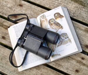 best budget binoculars for birding