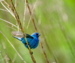 how to attract indigo buntings to your backyard
