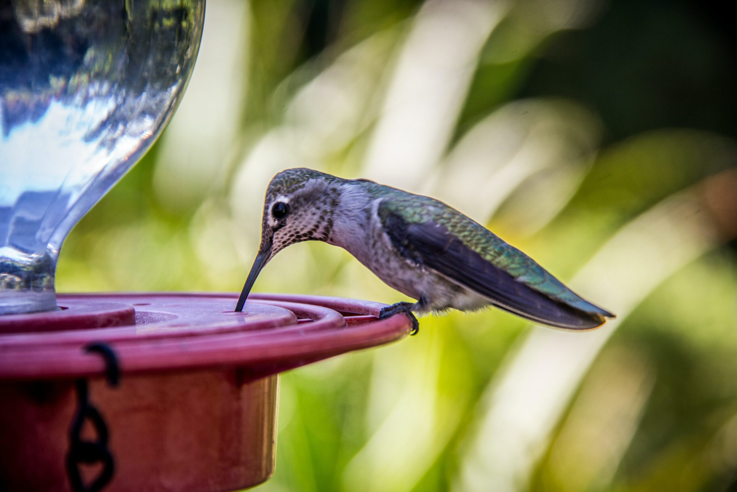 Hummingbird Drinking From Port Feeder Scaled 