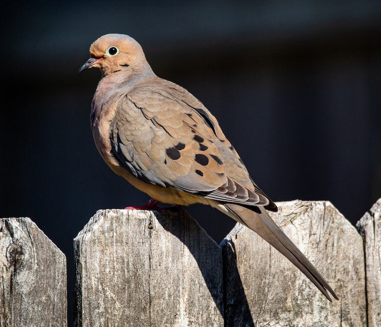 Mourning Dove - Most common backyard birds in Minnesota