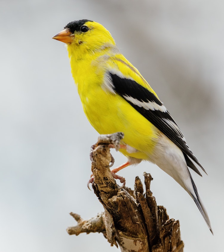 American Goldfinch - Common backyard birds native to Minnesota