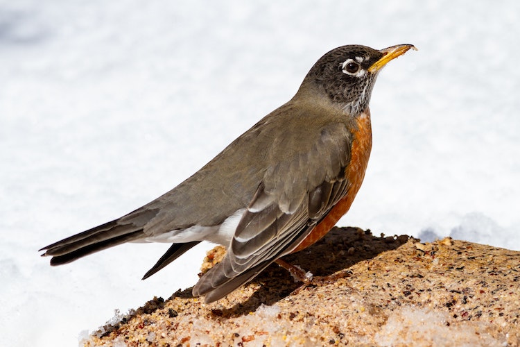 American Robin - Most common backyard birds in Minnesota
