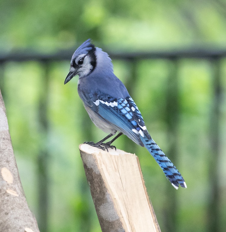 Blue Jay - Most common backyard birds in Minnesota