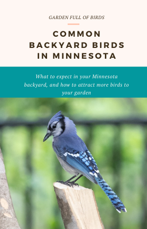 How to ID Common Backyard Birds in Minnesota