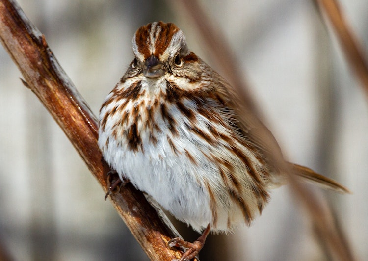 Song Sparrow - Common backyard birds in Minnesota